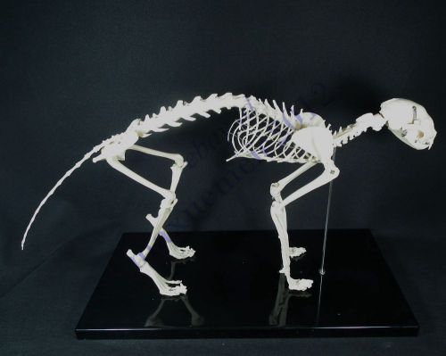 RS feline cat  skeleton teeth study model veterinary anatomy display education