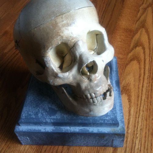 human skull on stand base fake mount head face halloween decoration medical