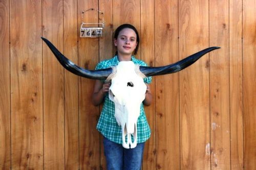 STEER SKULL LONG HORNS 3&#039; 10&#034; COW BULL SKULLS HORN H7647