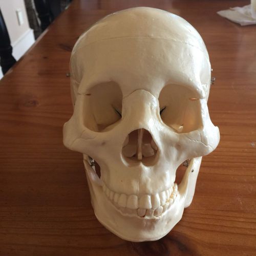 Human Skull ..brain.. Teeth..life size Teaching Model