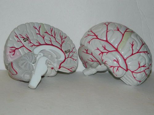 Brain Anatomical Model 2 Part 3D Half Anatomy Life Educational Display Full Size