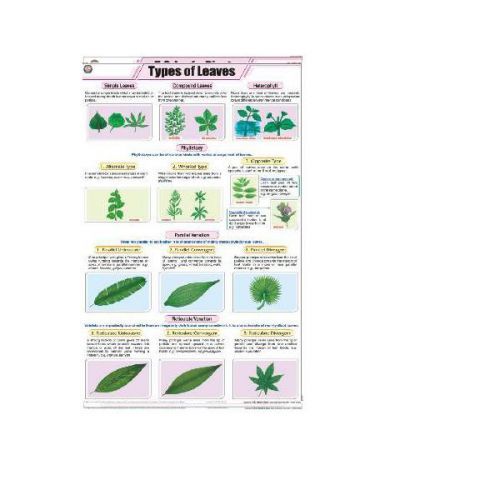 Types of Leaves (58x90cm) Chart