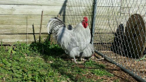 6X ENGLISH LAVENDER ORPINGTON hatching eggs/chicken/good results/fertile
