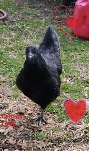 Ayam Cemani  EXOTIC/ RARE  HATCHING EGGS (6ct)