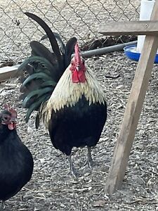 12 +Fresh &amp; Fertile Chicken Hatching Eggs Assorted Barnyard mix.