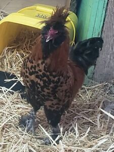 5+ Pavlovskaya Fertile Eggs