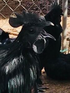6+ Extra Fertile Hatching Eggs Bloodline Ayam Cemani Greenfire Farms