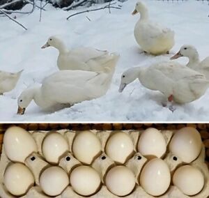 3+ Bonus Egg of Bradys Fresh Fertile Duck Hatching Eggs Pekin Harlequin Khaki