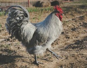 lLavender orpington hatching eggs