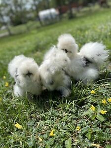 12 Silkie Hatching Eggs NPIP