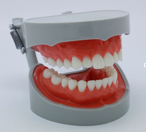 Made in Korea Dentiform Removable Teeth Dental Laboratory Study Education Model