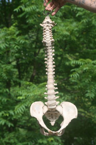 medical human vertebrae