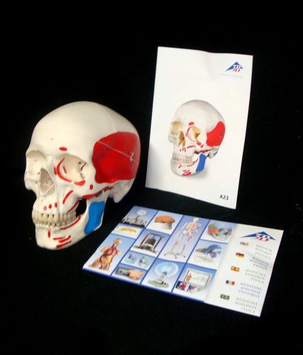 3B Scientific - A23 Painted Classic Human Skull Anatomical Model - 3 Part (A 23)