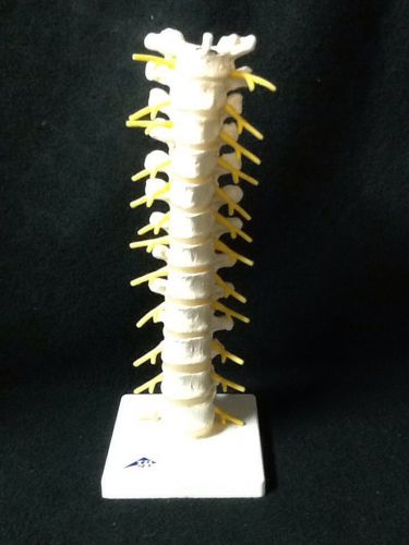 3B Scientific - A73 Thoracic Spinal Vertebral Column, Vertebrae Model (A 73)