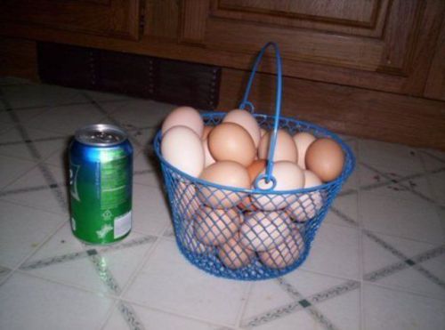 New  BLUE Rubber Coated Wire Egg Basket for chicken eggs