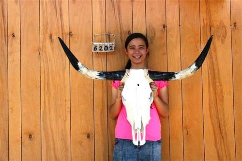 Steer skull and 3&#039; 1&#034; long horns cow longhorns h6202 for sale