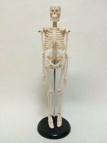 Human Body Skeleton Model 45cm HUMAN SKULL Systemic Skeleton Mannequin F/S New