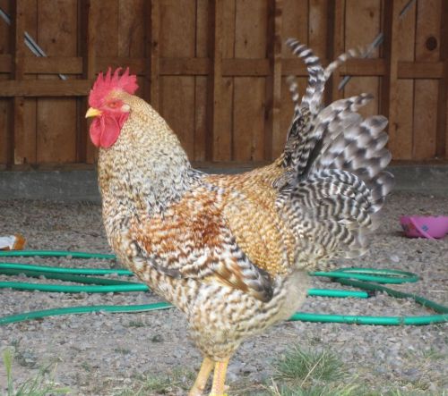 Bielefelder Chicken Hatching Eggs - Rare, Large, Brown Eggs, Non-GMO, Cage Free