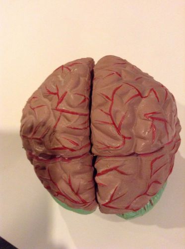 Educational Teaching Student Brain model 8 part section Colored