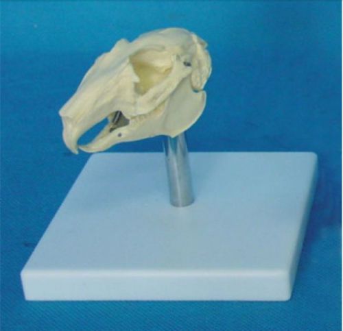 RS rabbit leporidae skull jaw teeth model veterinary anatomy display teaching