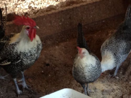 10 +2 Egyptian Famious hatching eggs