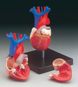 Anatomical Chart Company Anatomical Chart Co. Budget Life-Size Heart Model-CH7