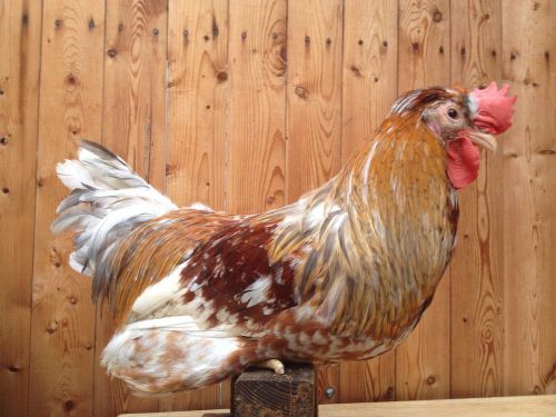 SWEDISH FLOWERS ( 6 )  HATCHING EGGS 100% PURE BREED