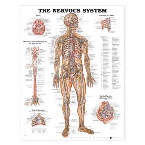 The Nervous System Anatomical Chart - 20&#034; x 26&#034;