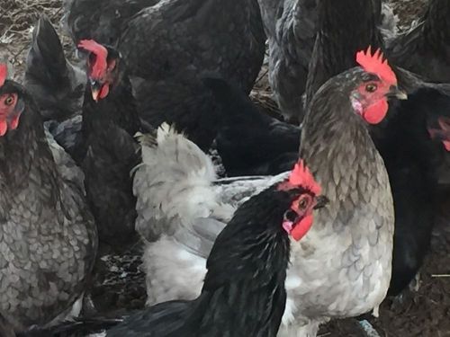 6 Black Copper And Blue Copper  Marans Hatching Eggs Npip Tested