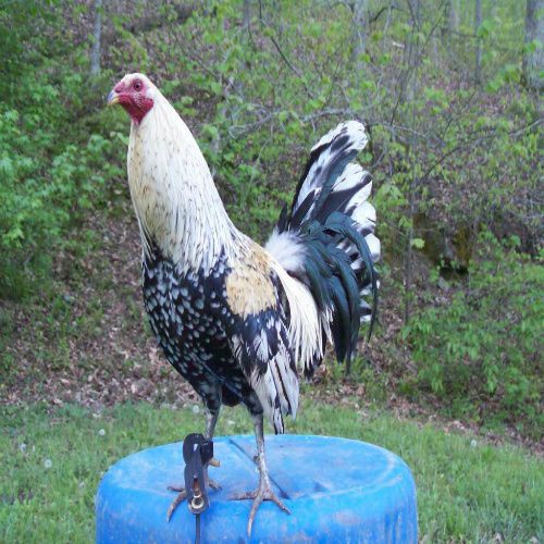 **6 BATES GREY GAMEFOWL HATCHING EGGS**