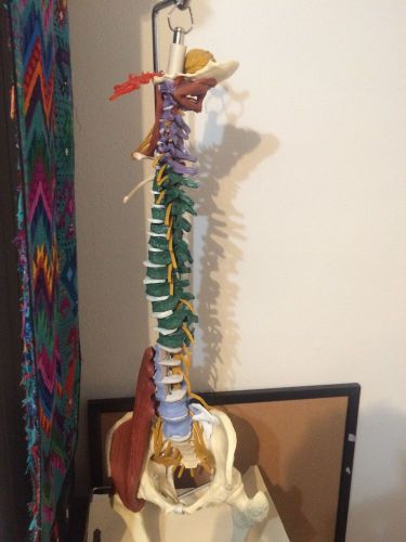 Spine model And Stand