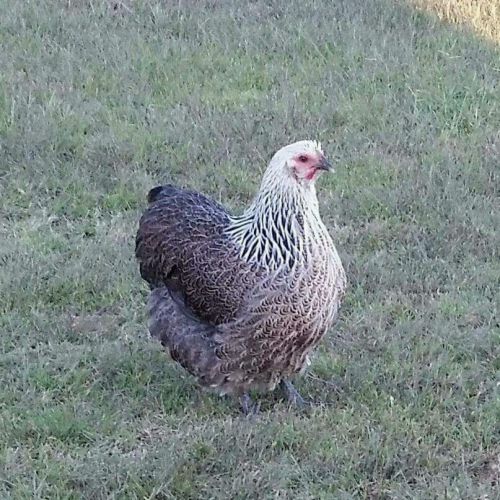 Silver Partridge Orpington Hatching Eggs