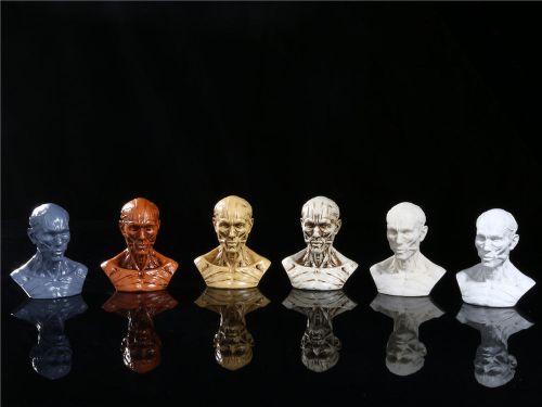 8 pcs New Human Model Anatomy Skull Head Muscle Medical Artist Drawing School