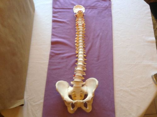 Spine / Back &amp; Hip Skeleton Training Aid  (3B Scientific)