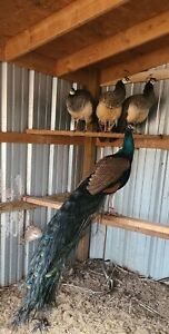 **Laying Now** 3 Sonja Violetta Peacock Hatching Eggs read descriptions