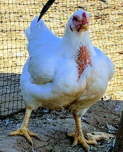 6 Rare Pure Indian Games White Cornish Large Fowl Chicken Hatching Eggs