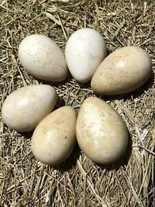 Royal Palm Turkey Hatching Eggs half dozen (6)