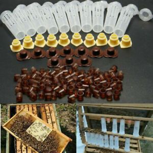 Bee Queen Rearing Cupkit Complete Box System Beekeeping Cage Kit/Set Cup   Prof