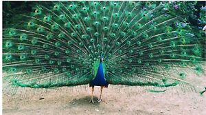 peacock peafowl hatching eggs