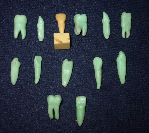 13 Fake Teeth For Dental Research Or Studies