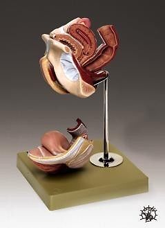 Female genital organs deluxe anatomical model lfa # 2810 for sale