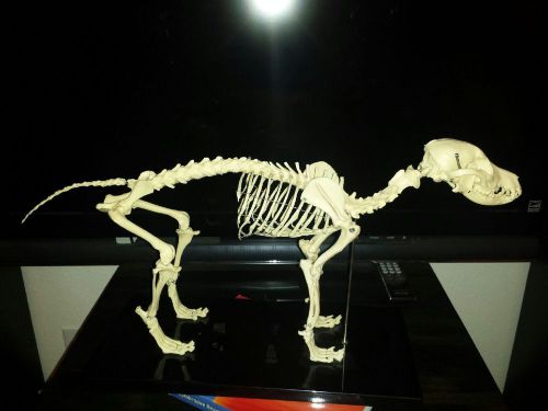 Canine Skeleton Model STANDARD SIZE LFA #2015 Dog