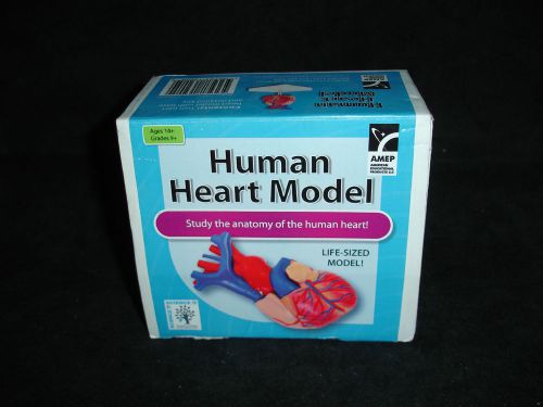 LIFE SIZE HUMAN HEART MODEL ANATOMICAL ANATOMY AEMP