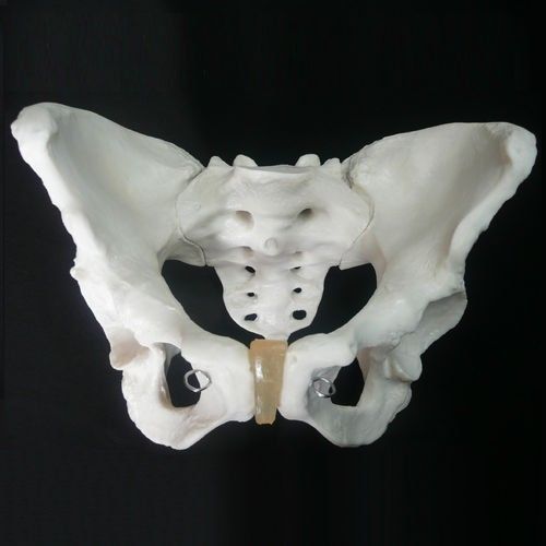 Skelton Model Life Size Male Pelvis  0018