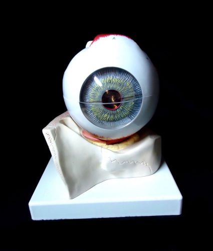 3B Scientific - F11 Human Eye 5 times full-size Anatomical Model, 7 Parts