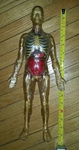 Vintage plastic skeleton model