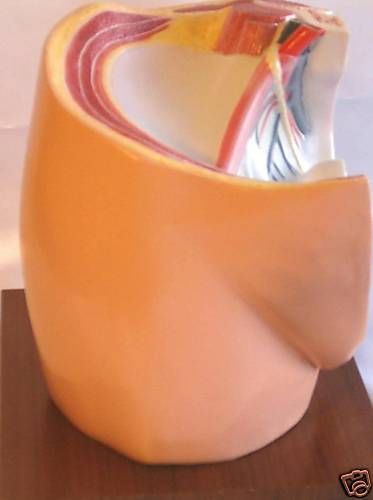 Human female pelvis pelvic cavity anatomical model New