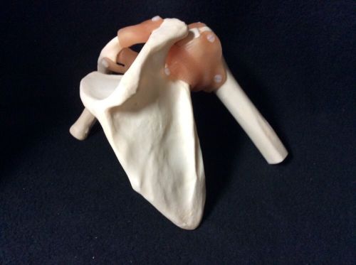 SOMSO NS53 Functional Shoulder Joint Anatomical Model (NS 53) Without Base