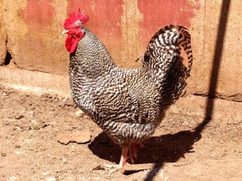 10 +  EXTRAS PLYMOUTH BARRED ROCK HATCHING EGGS GEORGIA LINE