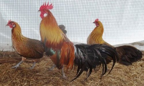 Poultry Hatching Eggs  assorted (Red , Silver or Gold Phoenix  ( 5+ Eggs! )